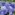periwinkle blue pansies