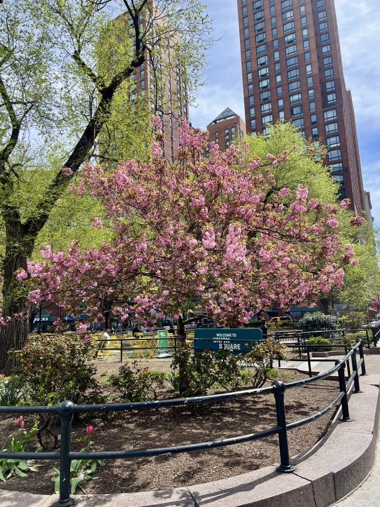 blooming tree in union square
